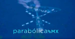 Asegura la Marina 4 toneladas de cocaina en Chiapas y Oaxaca: Harfuch