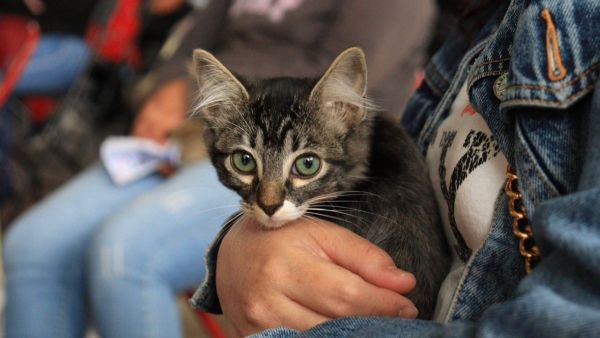 Acerca Gobierno de la Ciudad jornadas de bienestar animal en la capital