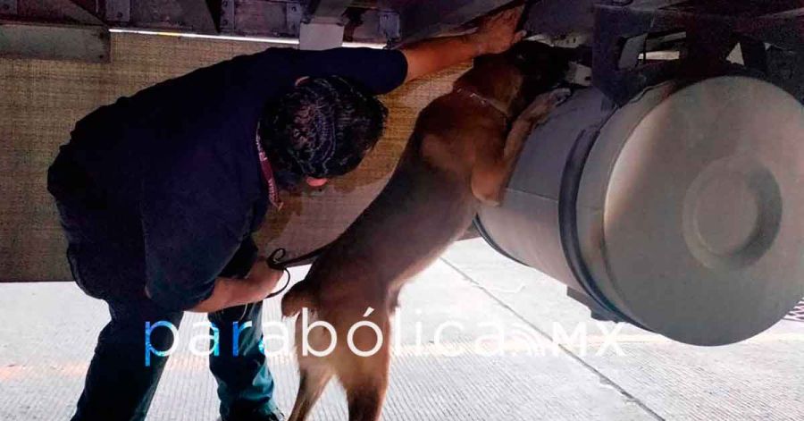 Asegura canino 76 kilogramos de coca&iacute;na en la Aduana de Tijuana