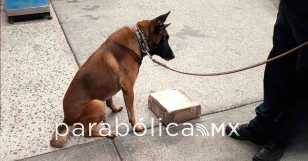 Asegura Gabinete de Seguridad metanfetamina, hidrocodona y acetaminof&eacute;n en el AICM