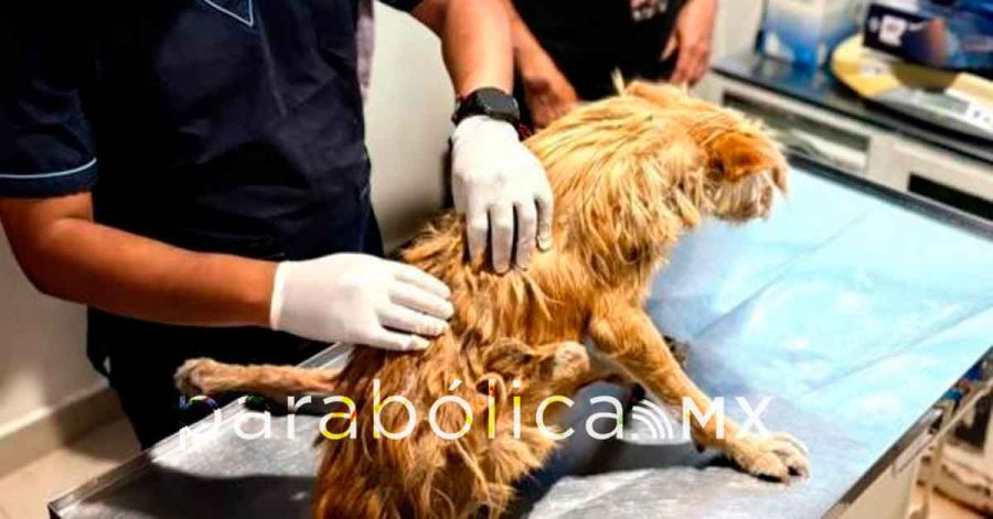 Rescata DIF a canina lesionada tras reporte ciudadano en Tepexi de Rodr&iacute;guez