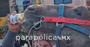 Denuncia DIF ante Fiscal&iacute;a a sujeto que dio de beber cerveza a un caballo en Huixcolotla