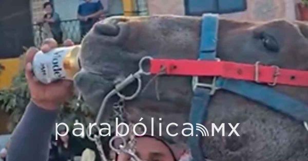 Denuncia DIF ante Fiscal&iacute;a a sujeto que dio de beber cerveza a un caballo en Huixcolotla