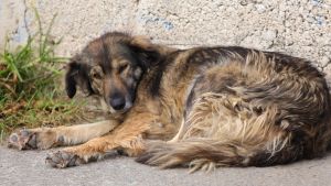Inicia FGE investigaci&oacute;n por maltrato animal en Felipe &Aacute;ngeles