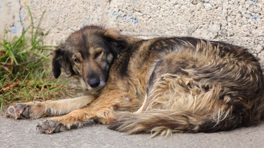Inicia FGE investigaci&oacute;n por maltrato animal en Felipe &Aacute;ngeles