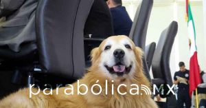 Confirma Armenta el fallecimiento de su perrito Tommy