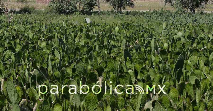 Reabren expedientes contra gobiernos morenovallistas del PAN por mal manejo del campo