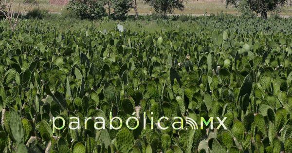 Reabren expedientes contra gobiernos morenovallistas del PAN por mal manejo del campo