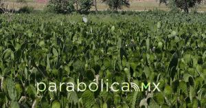 Reabren expedientes contra gobiernos morenovallistas del PAN por mal manejo del campo