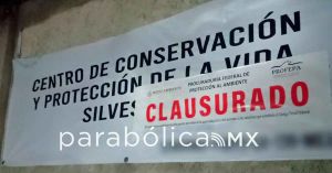 Matan al tigre de Bengala Kenzo; Profepa se&ntilde;ala ataque del animal