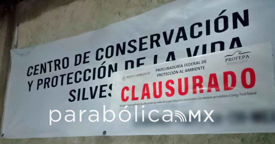 Matan al tigre de Bengala Kenzo; Profepa se&ntilde;ala ataque del animal