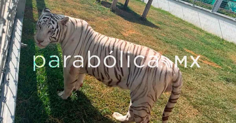 Asegura FGR 135 animales ex&oacute;ticos en cateos por huachicol en Tamaulipas