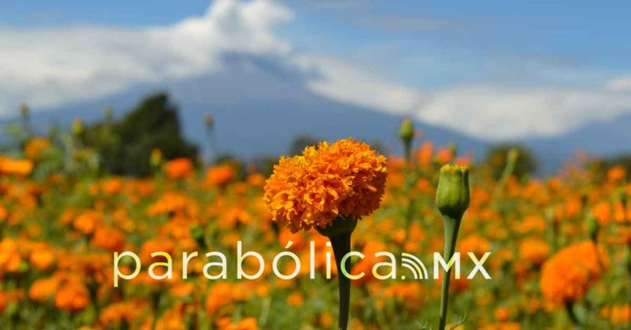 Arranca el corte de flor de cempas&uacute;chil en Atlixco