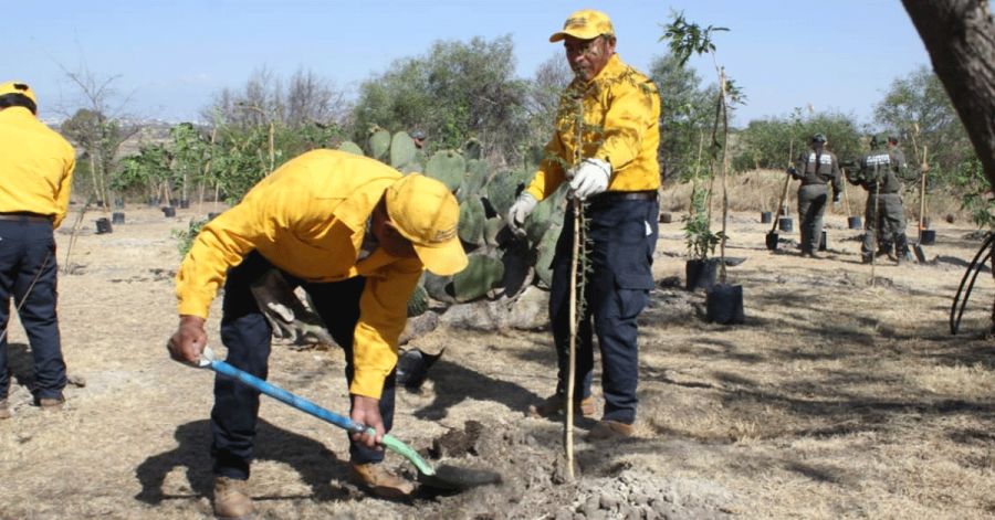 Reforestan Parque Bicentenario gobierno de Puebla, fundaciones y poblaci&oacute;n