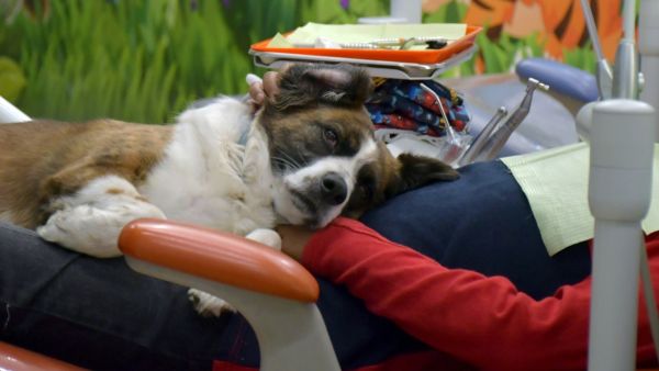 Apoyan terapeutas caninos a Cl&iacute;nica Pedi&aacute;trica Dental de la BUAP