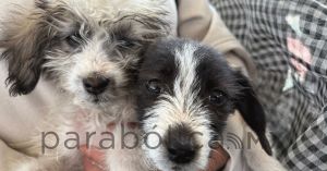 Impulsa Pepe Chedraui jornadas de bienestar animal en diversas colonias del municipio