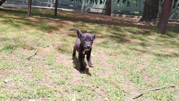 Rescata SEDIF a cuatro caninos v&iacute;ctimas de maltrato en Huaquechula