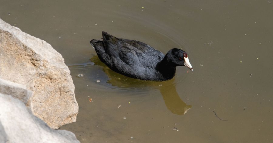 Es el lago IBERO Puebla un refugio clave para la biodiversidad poblana