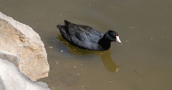 Es el lago IBERO Puebla un refugio clave para la biodiversidad poblana